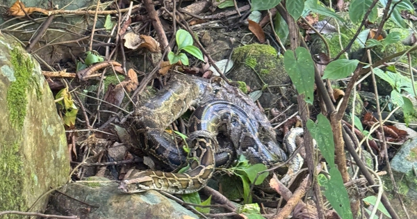 Thả hàng loạt động vật hoang dã về rừng Phong Nha - Kẻ Bàng