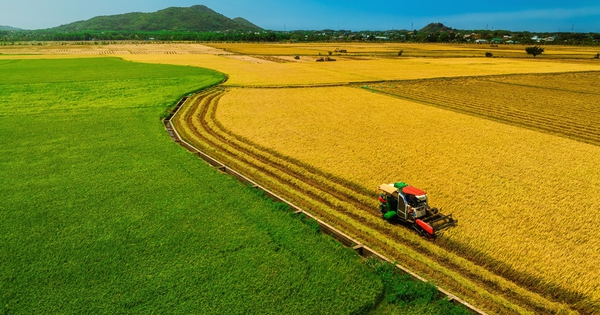 Cánh đồng lúa hai màu xanh - vàng ở TP.HCM vào mùa đẹp nhất, như bức tranh đồng quê