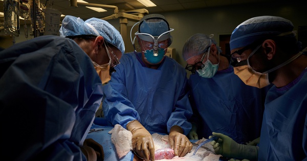 Vatican cho biết người Công giáo được phép cấy ghép nội tạng từ động vật