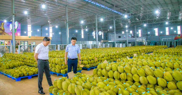 'Trái cây vua' cũng đau đầu vì chi phí tăng