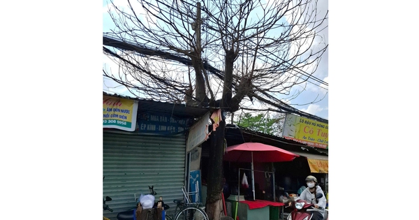 Những cây xanh chết khô trên phố