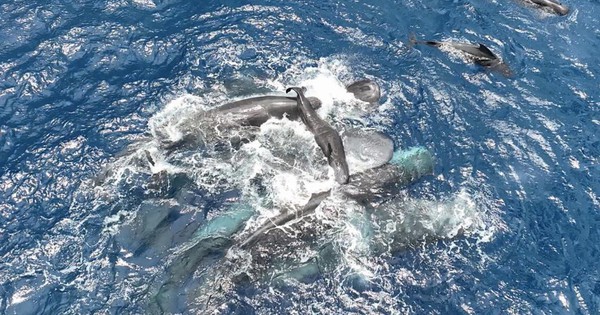 Siêu hiếm thấy cảnh bầy cá voi 'đỡ đẻ' cho đồng loại