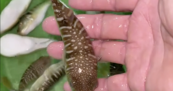 3 người ngộ độc nhập viện sau khi cùng ăn cá nóc nấu canh chua