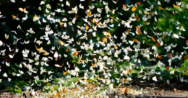 Một ngày ở rừng Cúc Phương: Sáng bướm rợp trời, tối đom đóm rực sáng