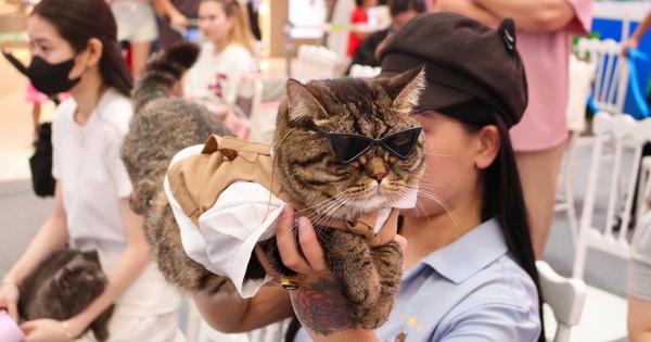 Cuối tuần, thú cưng được 'lên đồ lộng lẫy' đi ‘trẩy hội’