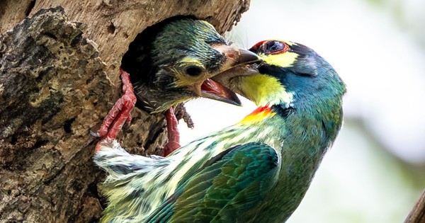 Khoảnh khắc cặp chim cu rốc mớm mồi cho con ở công viên TP.HCM