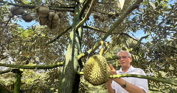 Sầu riêng đẩy kim ngạch rau quả xuất khẩu tăng mạnh