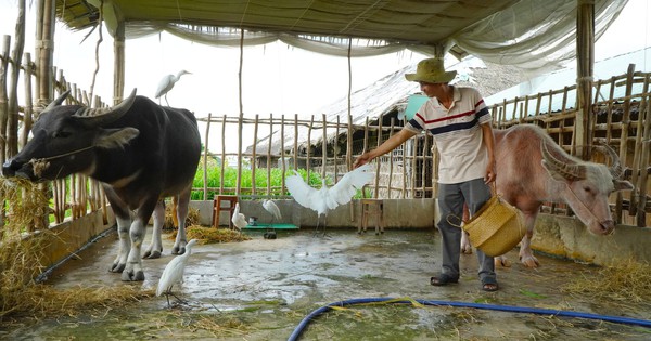 Con trâu không cày ruộng mà làm du lịch ở miền Tây, làm bạn với đàn cò
