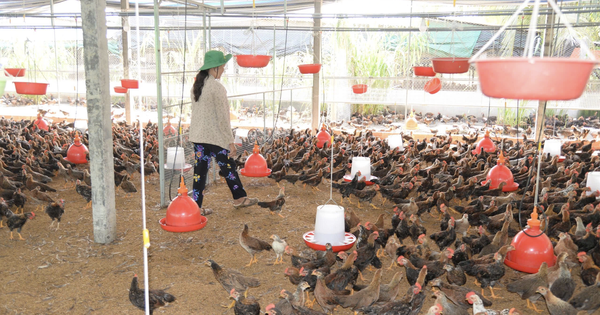 Doanh nghiệp 'nhường' lợi nhuận, cùng nông dân vượt 'bão giá' từ xung đột Trung Đông