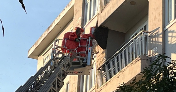 Kịp thời xử lý tổ ong 'khủng' trong khu dân cư ở TP.HCM