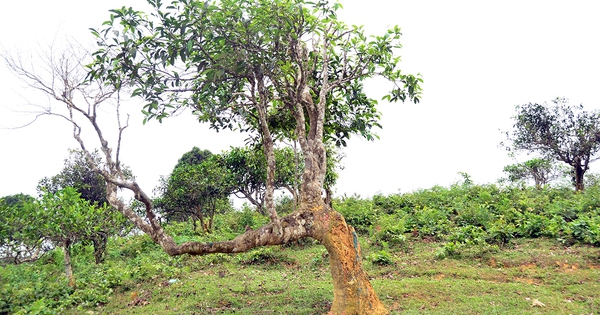 Tin tức đặc biệt trên báo in Thanh Niên 5.3.2026