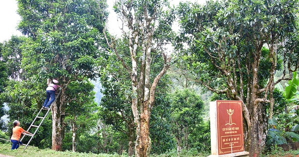 Nỗi niềm trà di sản: Bia di sản 'bức tử' cây trà quý