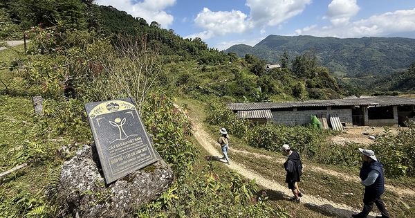 Chặt cành búp tím, bỏ quên Pà Cò