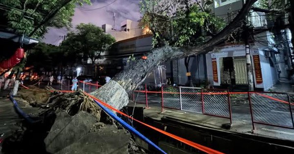 Cây cổ thụ bật gốc đổ ngang đường Phan Châu Trinh, Đà Nẵng sau mưa lớn