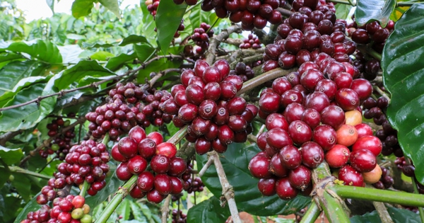 Giá cà phê khởi sắc do nguồn cung từ Brazil giảm