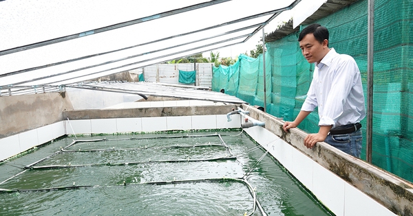 Chàng trai thuần dưỡng tảo xoắn Spirulina, thu nhập hơn 30 triệu đồng/tháng