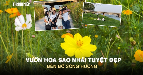 Vườn hoa sao nhái tuyệt đẹp bên bờ sông Hương: Giới trẻ nô nức check-in 