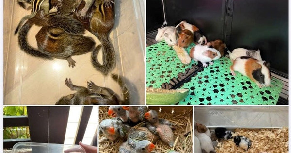 Nuôi thú cưng: Coi chừng 'đam mê' dẫn lối vào tù