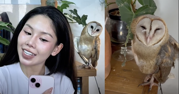 Cô gái cứu chim cú lợn gãy cánh, nuôi lớn với gương mặt hình trái tim đáng yêu