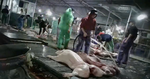 Lăng kính bạn đọc: Xử lý nghiêm hành vi hủy hoại giống nòi