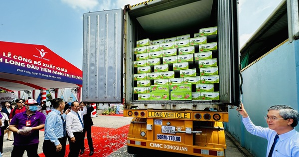 Bưởi Da Xanh Vĩnh Long Chính Thức Xuất Khẩu Sang Úc, Mở Ra Cơ Hội Mới Cho Nông Sản Việt