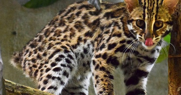 Không thể về rừng vì cụt đuôi, mèo rừng Echo trở thành 'đại sứ giáo dục'