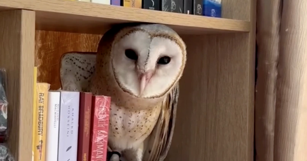 Chim cú lợn có thật sự xui xẻo? Câu chuyện từ cô gái ở TP.HCM