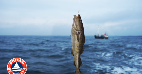 Bí quyết bổ sung Omega-3 đúng chuẩn ‘vừa tươi vừa tốt’ để tăng cường sức khỏe