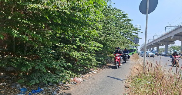 Cây xanh ven đường TP.HCM cành xòa chiếm lối, che khuất tầm nhìn giao thông