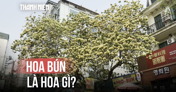 Hoa bún hơn 300 tuổi nở vào mùa đẹp nhất năm