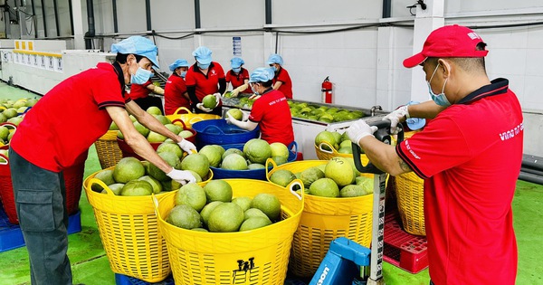 Trung Quốc mở cửa cho bưởi và chanh Việt Nam