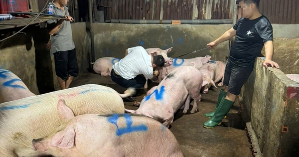 TP.HCM: 'Đột kích' lò giết mổ heo không phép, không kiểm dịch