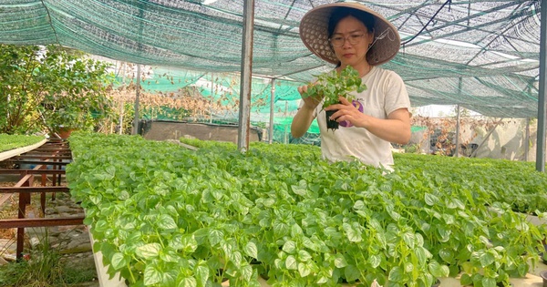 Rời văn phòng, nữ cán bộ khởi nghiệp với 2.000 m² rau thủy canh