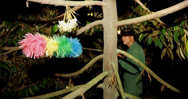 Chuyện đêm ở vườn cây 'tỉ đô': Vì sao chọn giờ đặc biệt để thụ phấn sầu riêng?