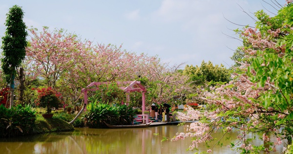 Về Sa Đéc ngắm vườn muồng hoa đào, lên ảnh đẹp lung linh