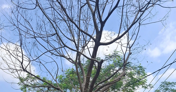 Cây đã chết, nên xử lý sớm