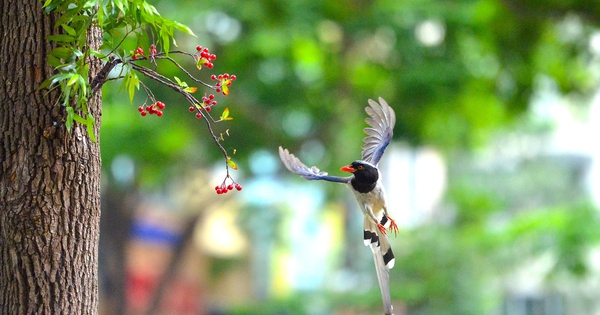 Ngắm đàn giẻ cùi 'dạo phố' Hà Nội