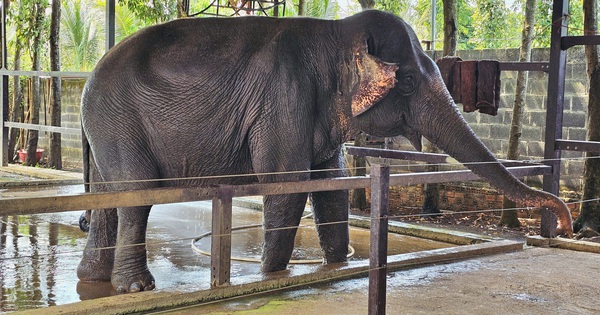 Chuyện về 'tiểu thư' voi Booc Khăm kén ăn, đỏng đảnh ở Buôn Ma Thuột