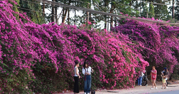 Bụi hoa giấy dài gần 100 m ở TP.HCM rực rỡ như thác hoa khổng lồ