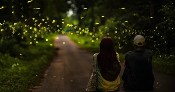 Ngắm đom đóm ban đêm ở rừng Cúc Phương: Hãy đến như một vị khách biết lắng nghe!