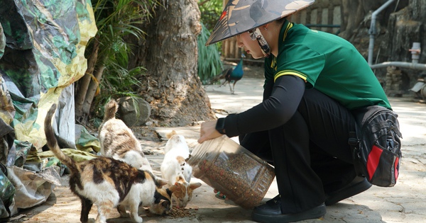Chuyện về 100 con mèo hoang 'không hộ khẩu' ở Thảo Cầm Viên Sài Gòn
