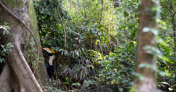 Gần 170 cá thể động vật quý hiếm được thả về rừng Phong Nha - Kẻ Bàng