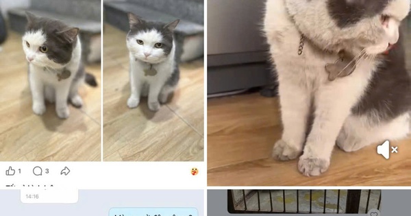 Chiêu lừa mới: Tạo ảnh AI thú cưng bị nhốt để ép chuyển tiền chuộc