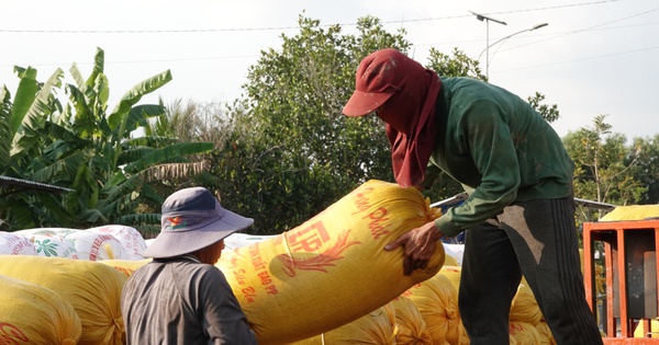 Giá gạo Việt Nam tăng mạnh nhất châu Á