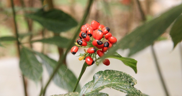 THACO đề xuất đầu tư trồng hàng nghìn ha sâm Ngọc Linh ở vùng cao Đà Nẵng