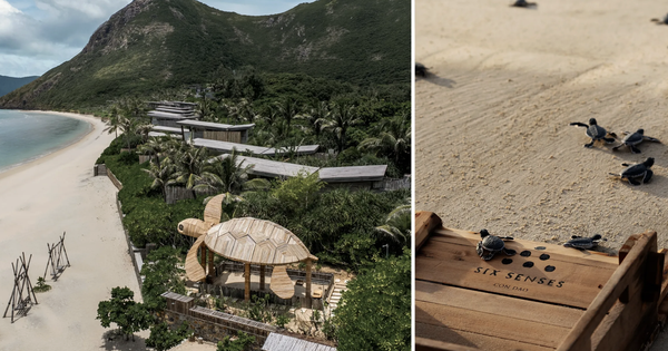 Việt Nam vào top 7 điểm đến trải nghiệm thả rùa biển trên thế giới