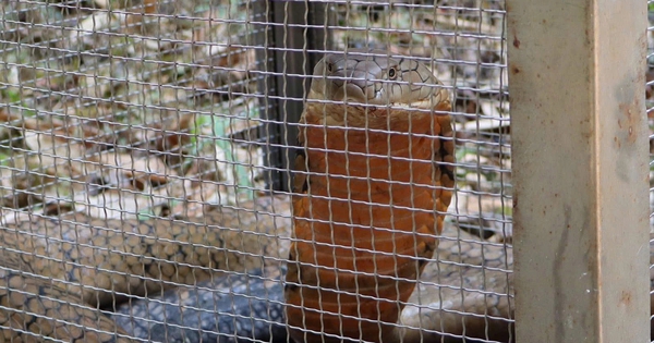 Thả về rừng con rắn hổ mang chúa cực độc bò vào bệnh viện ở Đắk Lắk