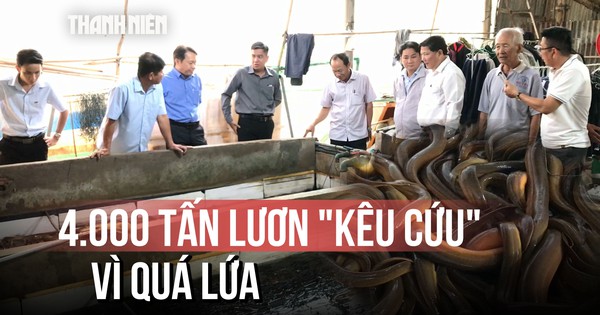 4.000 tấn lươn quá lứa, nông dân lỗ thấu xương: 'Giải cứu' như thế nào?