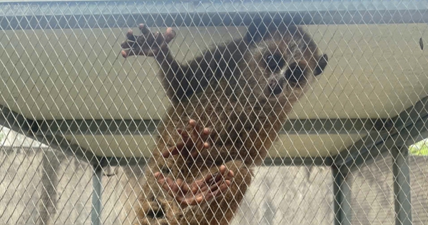 Cu li nhỏ mắt tròn xoe xuất hiện bên đường, loạt biểu cảm 'tan chảy'