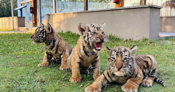 3 hổ Bengal con hơn 1 tháng tuổi gây chú ý với vẻ ngoài đáng yêu